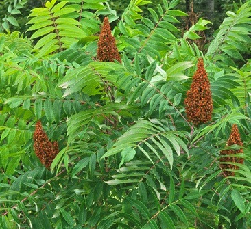 Bright green leaves with cone-shaped clusters of red berries.