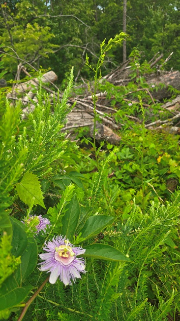 Purple wildflower amidst green foliage with logs in the background.