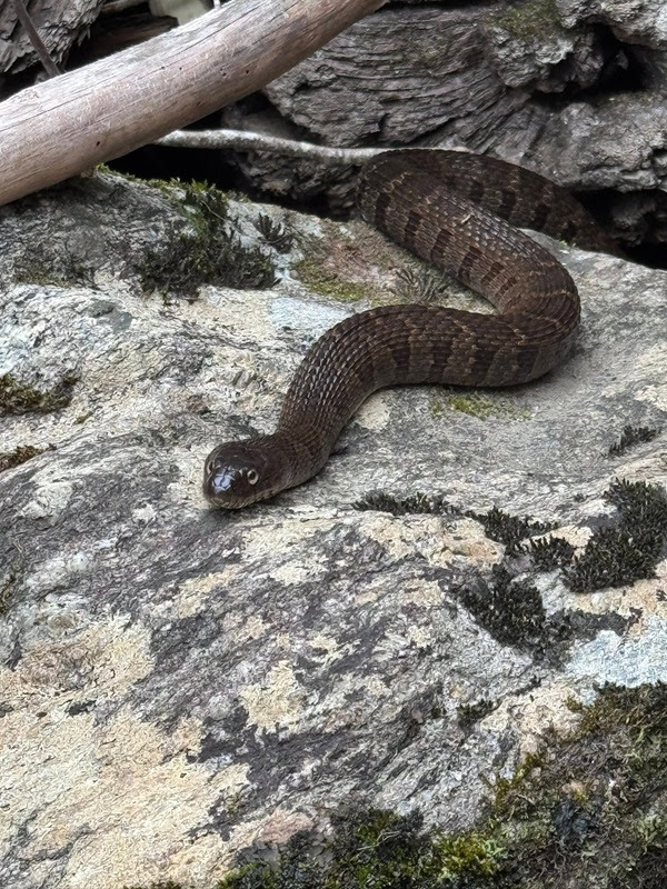 Dark brown snake coiled on a rock with moss.