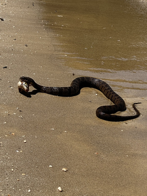 Snake on sand swallowing a fish near water's edge.
