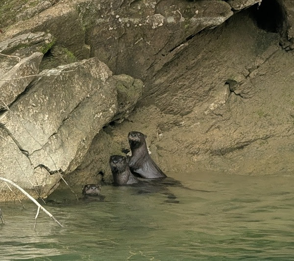 Three otters in water by rocky riverbank.