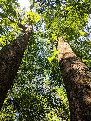 View of tall trees from below with green leaves and sunlight.