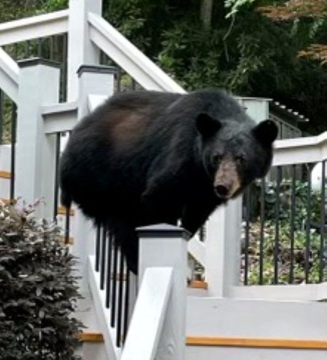 Black bear on a wooden staircase railing in a wooded area.