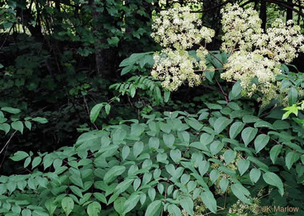 Green leafy shrub with small white flowers in a forest setting.