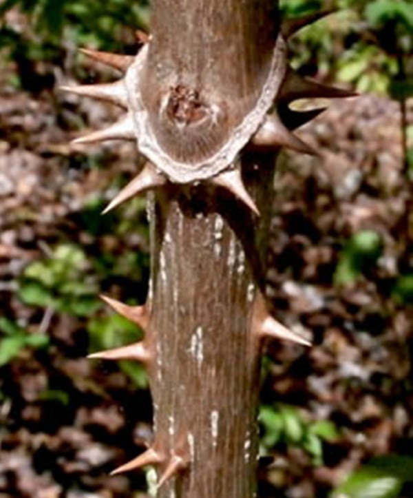 Close-up of a thorny branch with a blurred natural background.