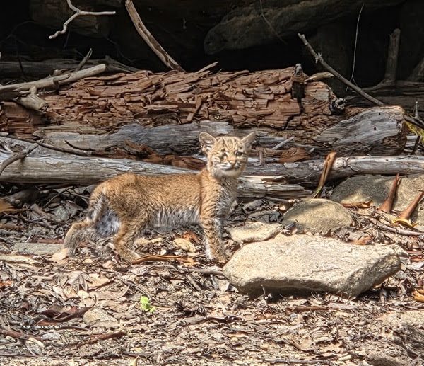 Small bobcat standing on forest floor among logs and leaves.