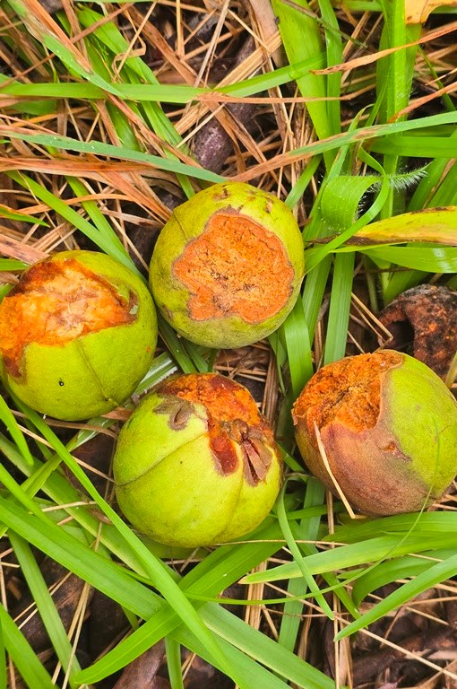Four green fruits on grass, partially eaten by animals.