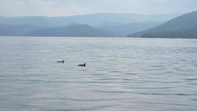 Two ducks swimming on a calm lake with mountains in the background.
