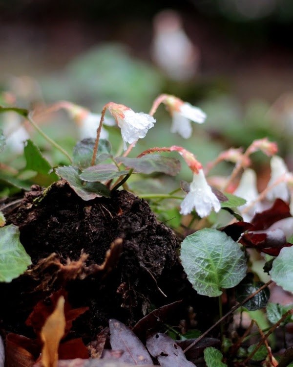 Close-up of white flowers with green leaves growing from soil