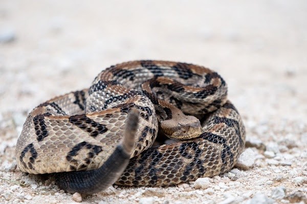 Coiled rattlesnake on gravel surface, head raised and tail visible.