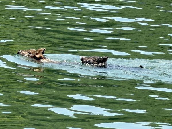 Two wild boars swimming in a lake with rippling water