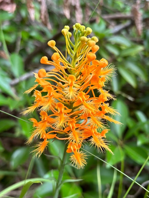 Close-up of vibrant orange fringed orchid in a green leafy background.