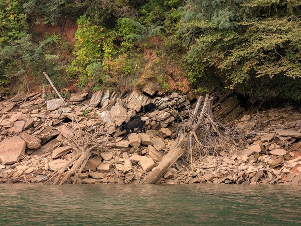 Rocky shoreline with trees and fallen branches by the water.
