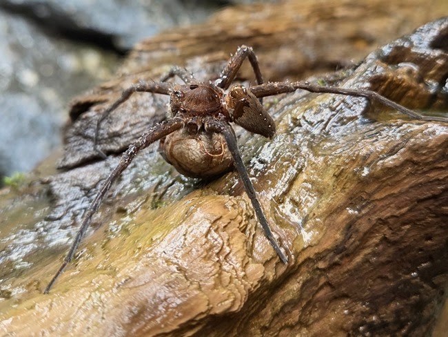 Brown spider on a wet rock surface, holding a small snail.
