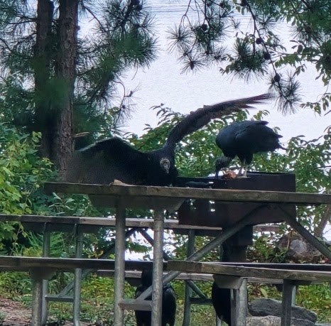 Two vultures on a picnic table near trees and a lake.