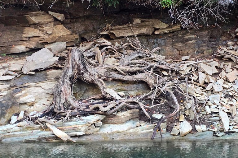 Gnarled tree roots on rocky riverbank.
