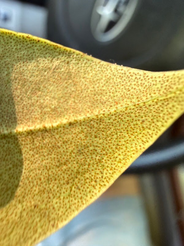 Close-up of a leaf with a speckled texture and a blurred background.