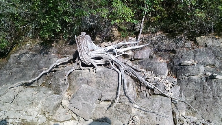 Tree roots exposed on rocky terrain with green foliage above.